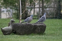 IMG_2433